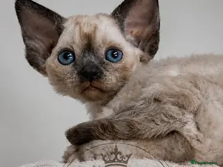 Devon Rex cats Devon Rex -the price includes sterilization - Advert 3