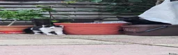 Domestic Shorthair cats for sale: Kittens  - Advert 14