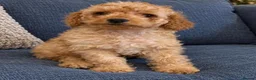 Cockapoo dogs for sale: Beautiful Cockapoo Puppies – 1 Girl & 2 Boys 🐶 - Advert 4