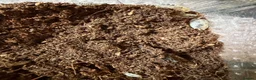 Isopods invertebrates for sale: Dairy cow isopods  - Advert 4