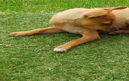 Chihuahua dogs for sale: Chihuahua pup looking for a big adventure  in Newmarket - Image 6