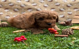 Cavapoo dogs for sale: Cavapoo *Ready 15th Nov* - Image 5
