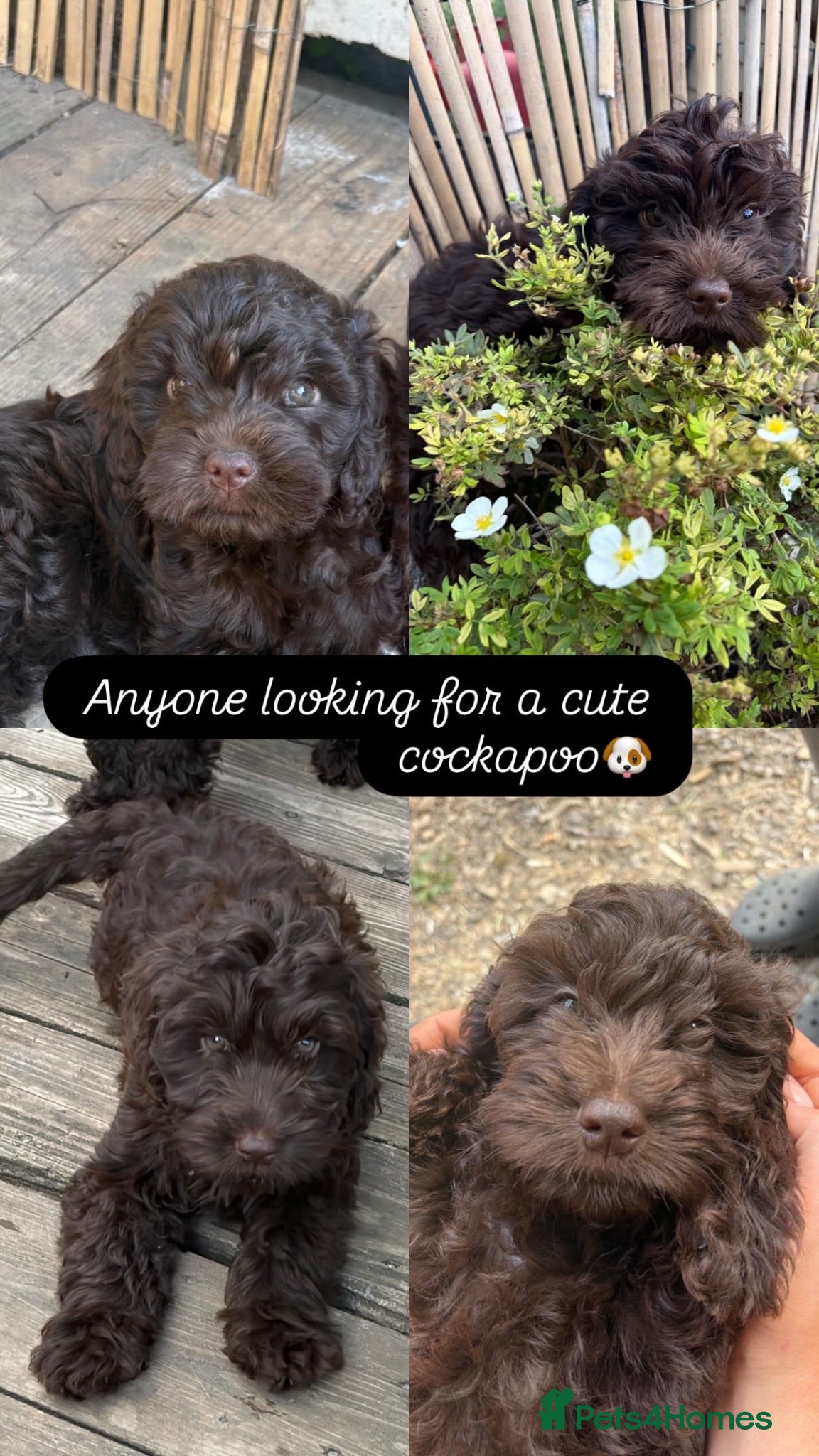 Cockapoo dogs Gorgeous Chocolate Cockapoo Spaniel Puppies - Advert 6