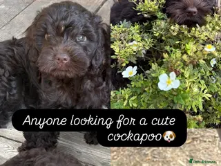 Cockapoo dogs Gorgeous Chocolate Cockapoo Spaniel Puppies - Advert 6