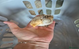 Chickens poultry for sale: Pekin Bantam Chicks 3 weeks old - Image 3