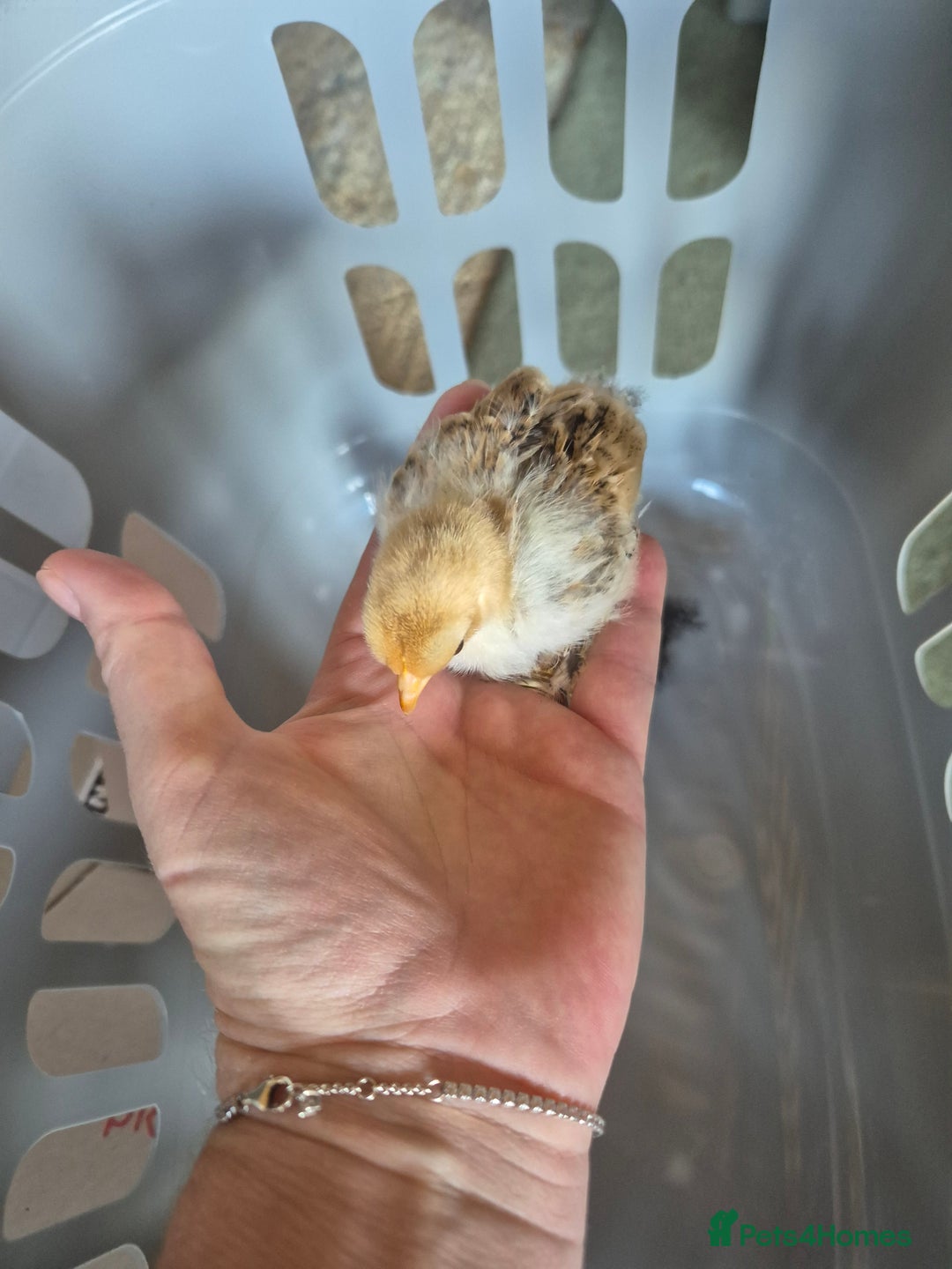 Chickens poultry for sale: Pekin Bantam Chicks 3 weeks old - Image 3