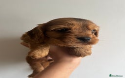 Cockalier dogs for sale: Beautiful f1 fully health tested cockaliers - Image 4