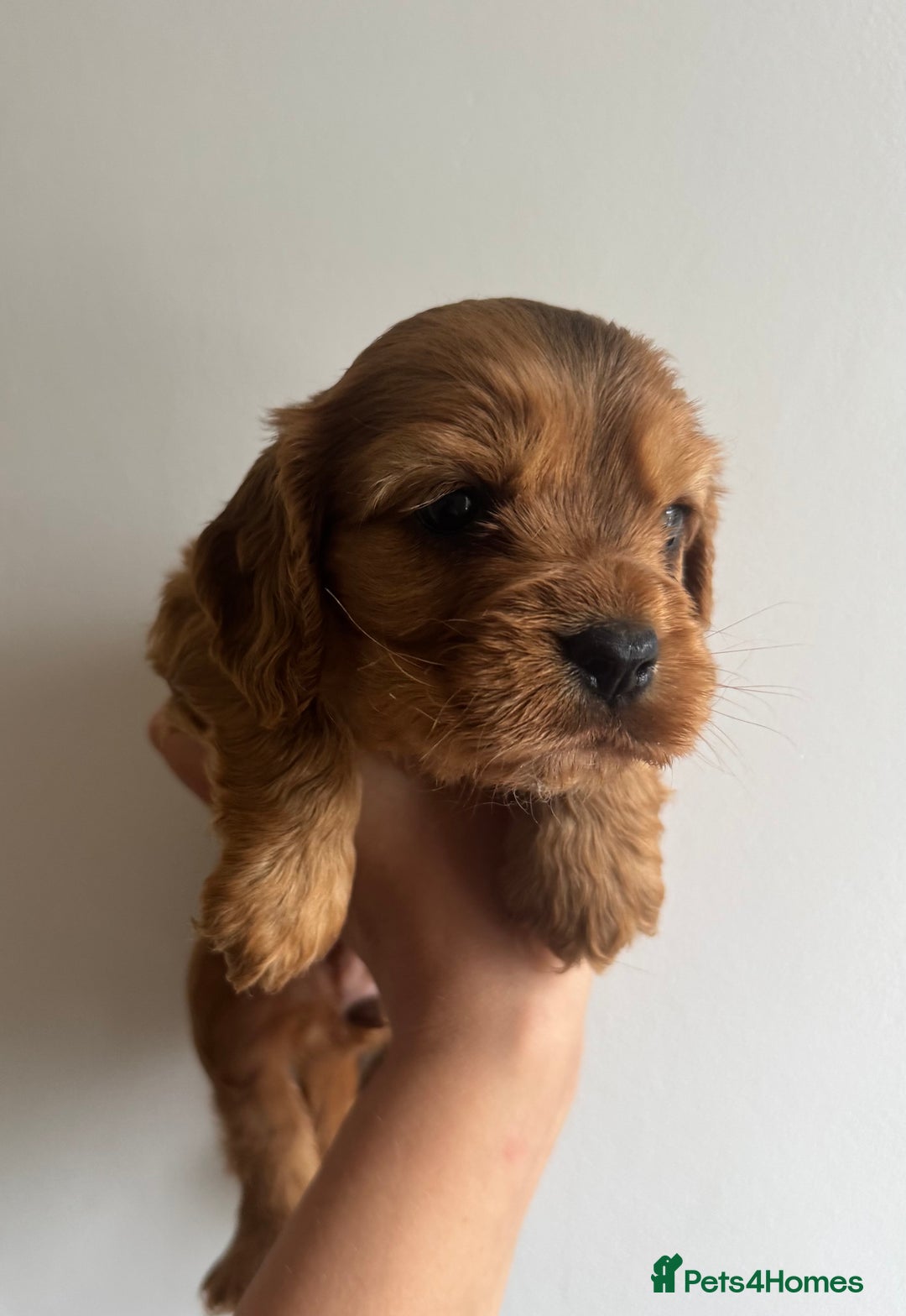 Cockalier dogs for sale: Beautiful f1 fully health tested cockaliers - Image 4