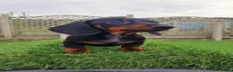 Miniature Dachshund dogs for sale: Champion UK & RUSSIAN Mini Smooth Dachshund  - Advert 15