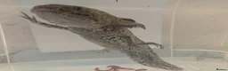 Axolotl reptiles for sale: 3 females hypo axolotl babies - Advert 21