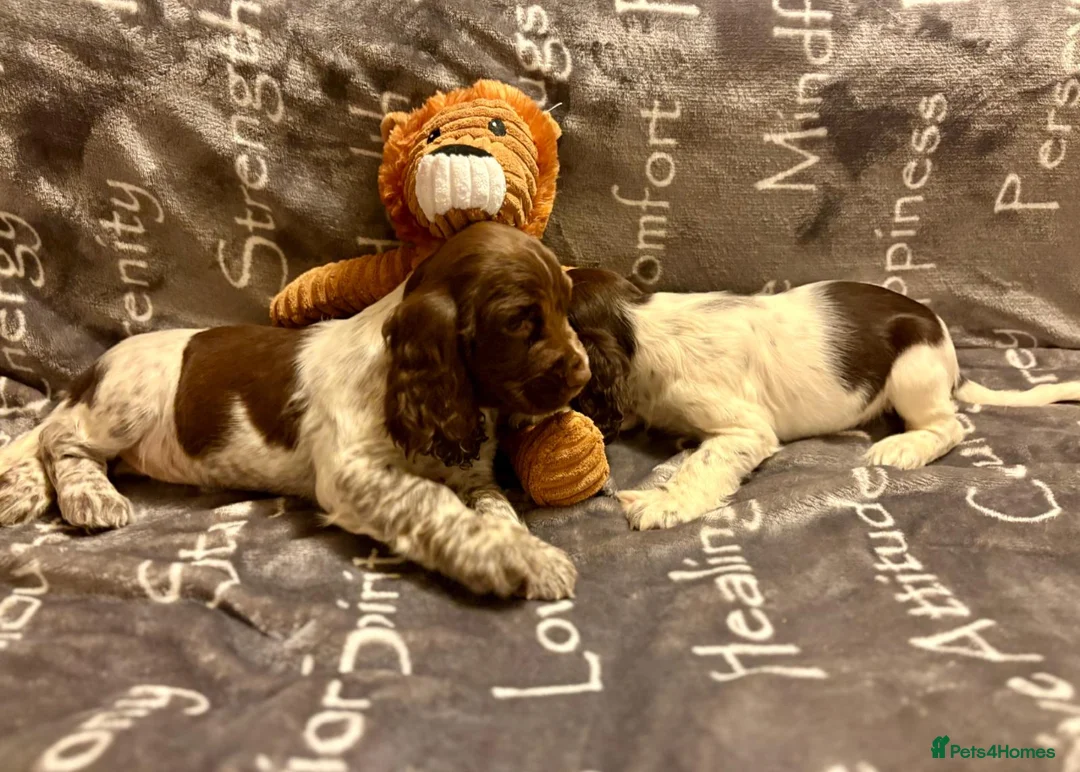 Cocker Spaniel dogs for sale: Cocker spaniels - Advert 14