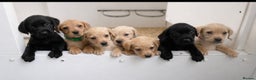 Labrador Retriever dogs for sale: 7 kc Labrador pups  - Advert 5