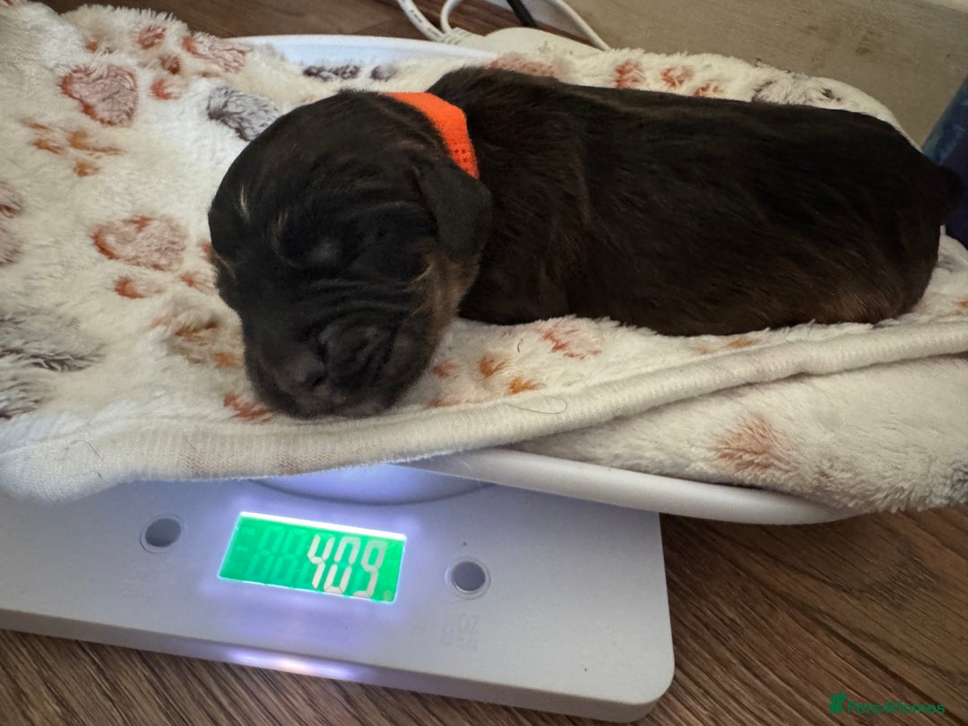 Cocker Spaniel dogs for sale: Show cocker spaniel pups ready 4th November  - Image 31