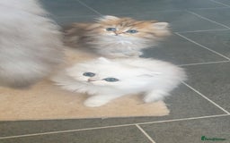 Persian cats for sale: 🌟2 Beautiful Pedigree Chinchilla Persian Kitten🌟 - Image 21
