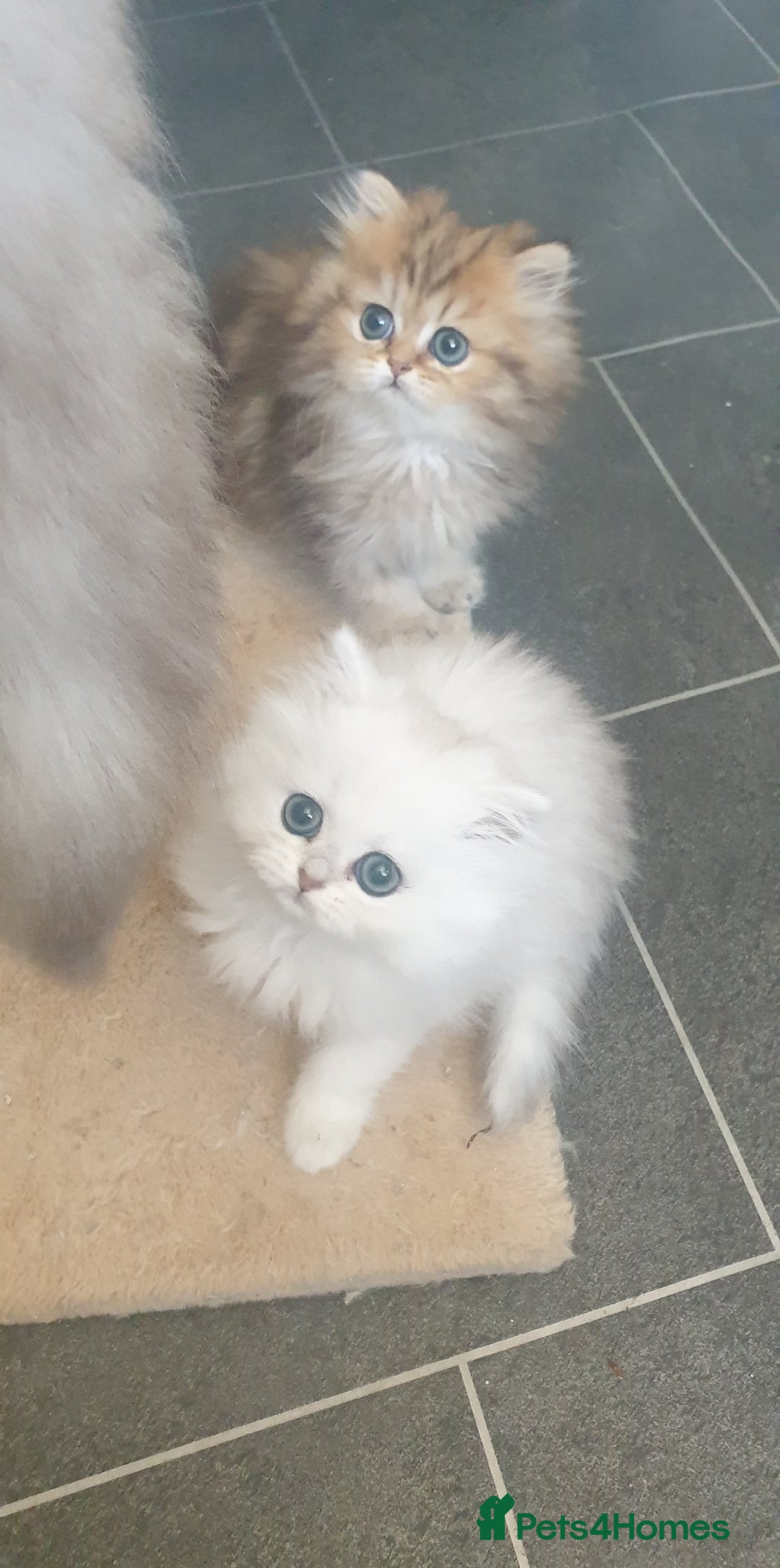 Persian cats for sale: 🌟2 Beautiful Pedigree Chinchilla Persian Kitten🌟 - Image 21