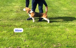 Beagle dogs for sale: ** STUNNING KC 5 GEN TRI COLOUR BEAGLEPUPS ** - Image 16