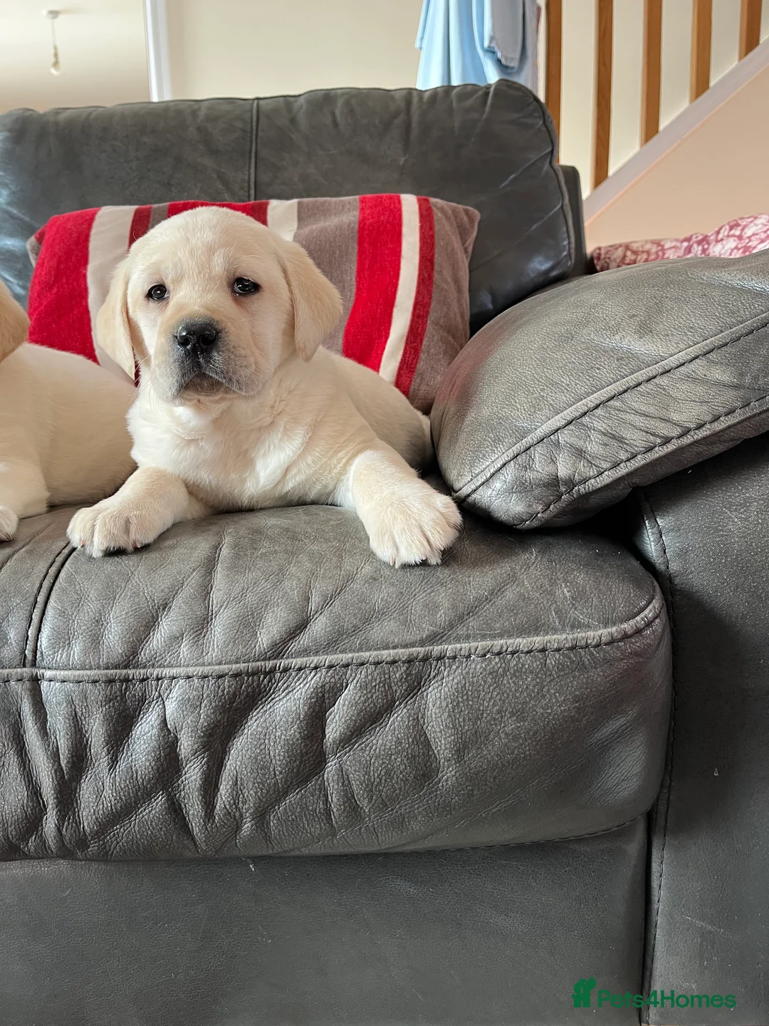 Labrador Retriever dogs for sale: Hip scored fully HEALTH TESTED 0 co-eff chunky 🐶  - Advert 4