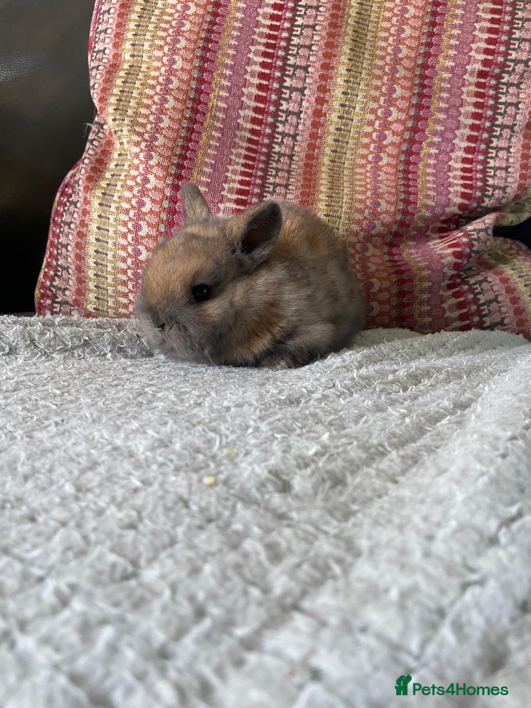 Mixed Breed rabbits for sale: 2 mini lop cross dwarf bunnies - Advert 2