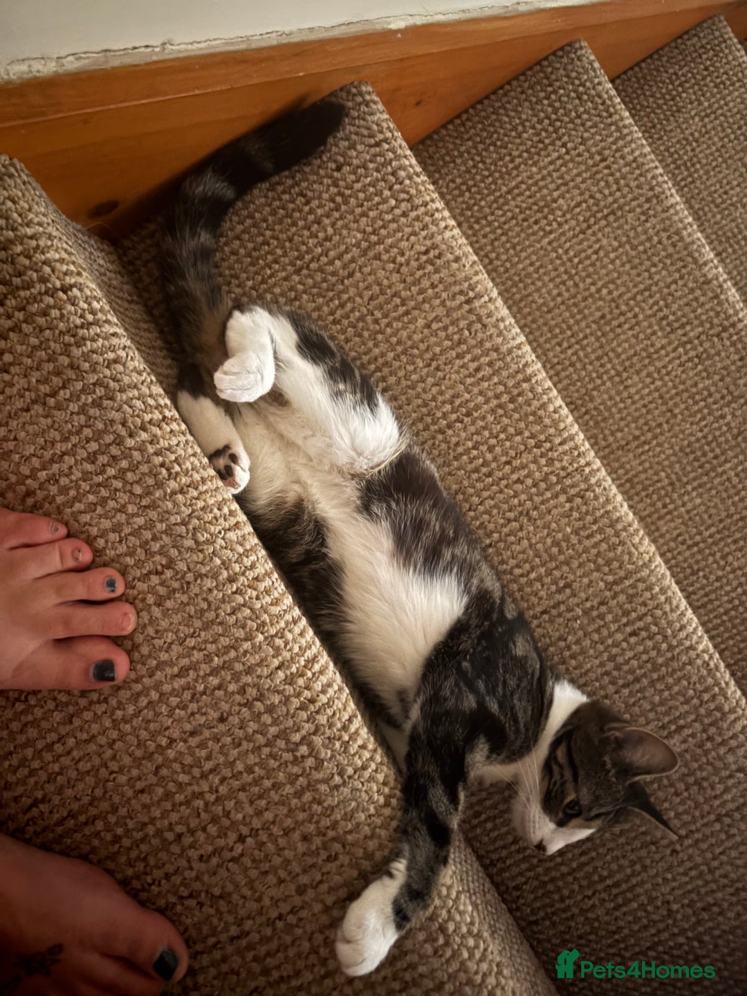 Mixed Breed cats for sale: 3 young cats/kitten - Image 2