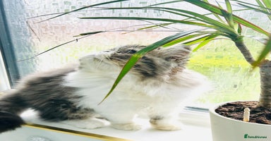 Persian cats in Ashton-under-Lyne - Advert 3