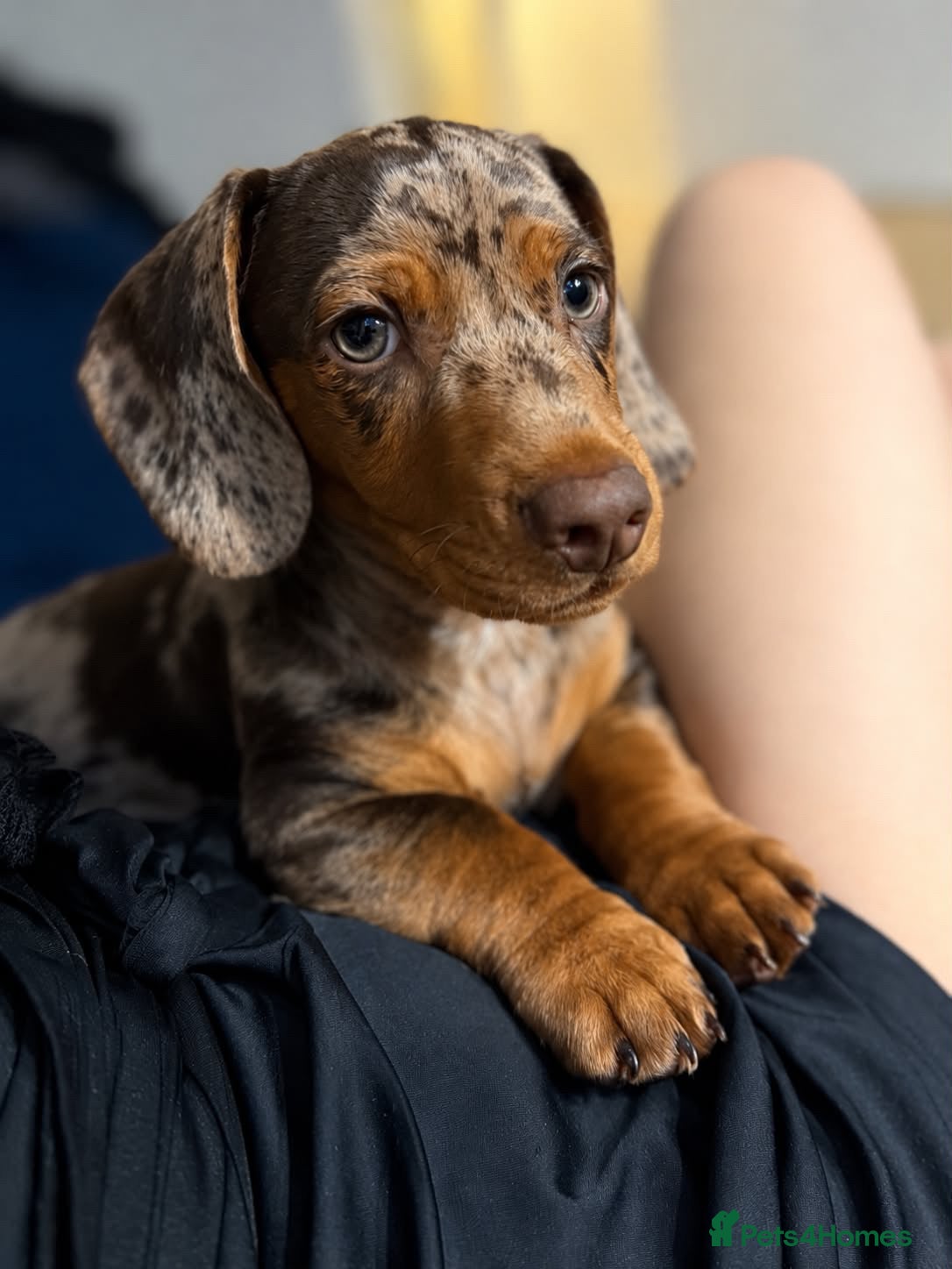 Dachshund dogs for sale: Male Chocolate & Tan Dapple 3 month old Dachshund - Advert 18