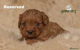Cavapoo dogs for sale: DonnaJay’sCelebrityK9s EXCELLENT Trustpilot,Google - Advert 3