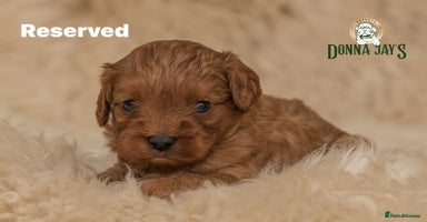 Cavapoo dogs DonnaJay’sCelebrityK9s EXCELLENT Trustpilot,Google - Advert 10