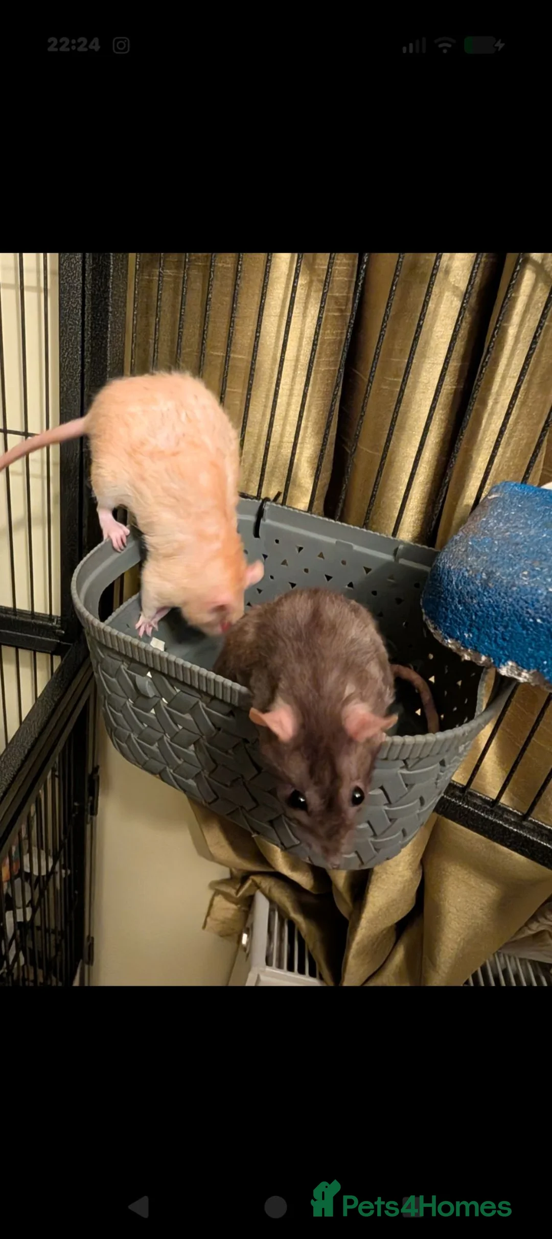 Rat rodents for sale: 6 Female Rats Looking For Loving Home in Workington - Advert 10