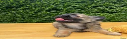 Chihuahua dogs for stud: FULLY HEALTH TESTED STUD - Advert 23