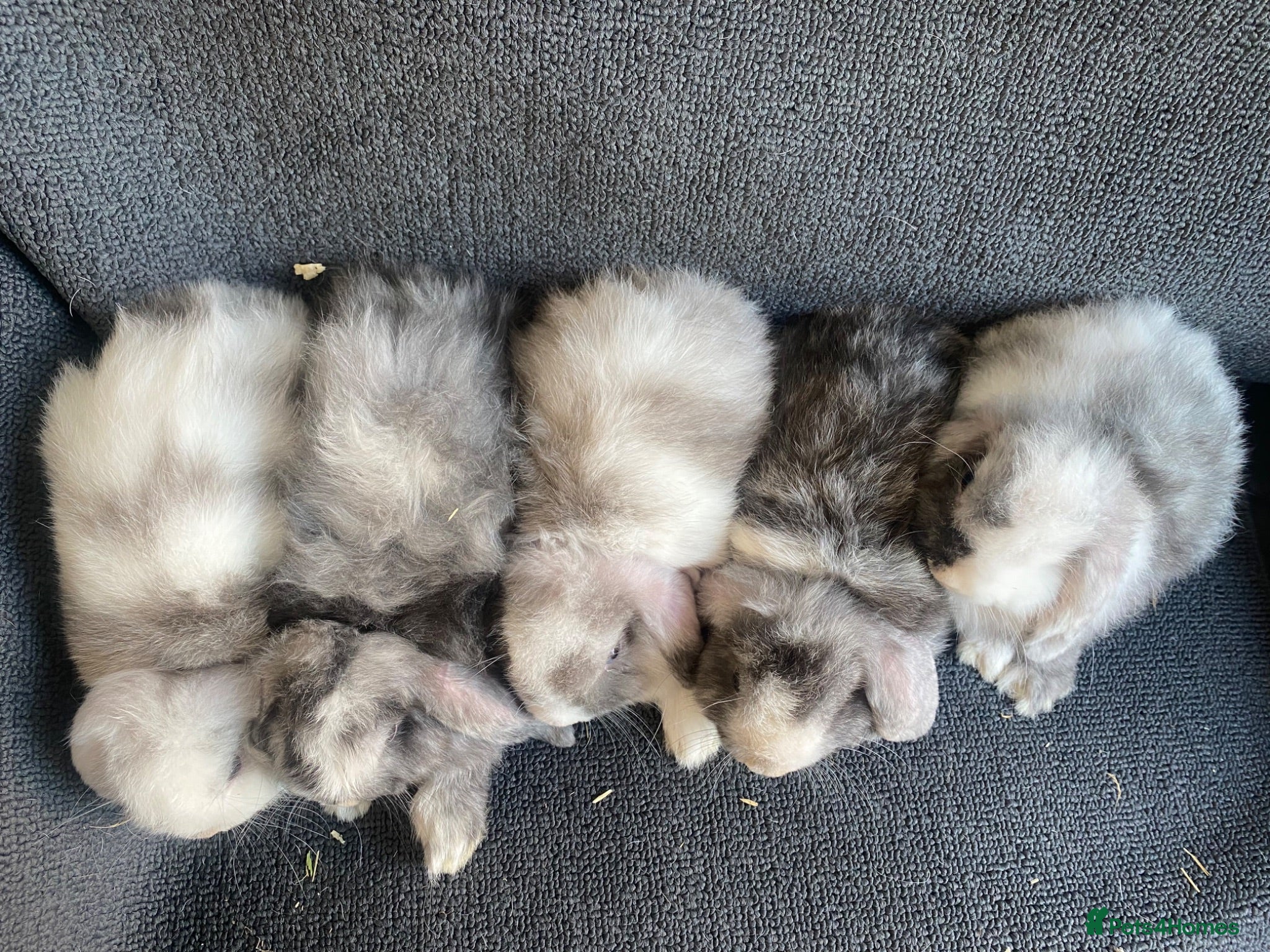 Mini Lop rabbits for sale: Mini lop litter. A pair for £60 - Advert 2