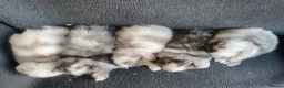 Mini Lop rabbits for sale: Mini lop litter. A pair for £60 - Advert 1