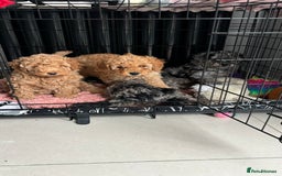 Mixed Breed dogs for sale: Miniature Poodles - Image 6