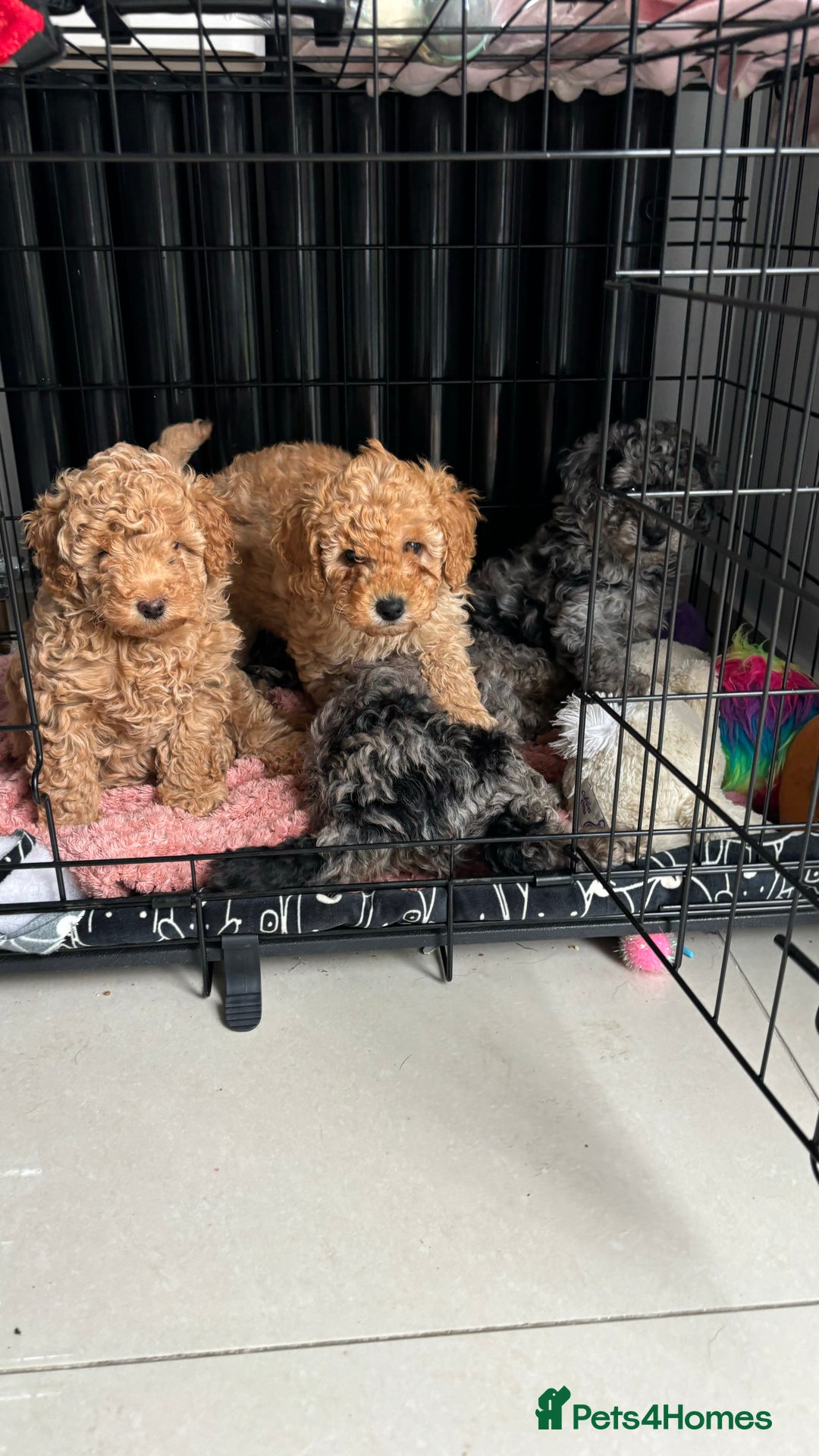 Mixed Breed dogs for sale: Miniature Poodles - Image 6