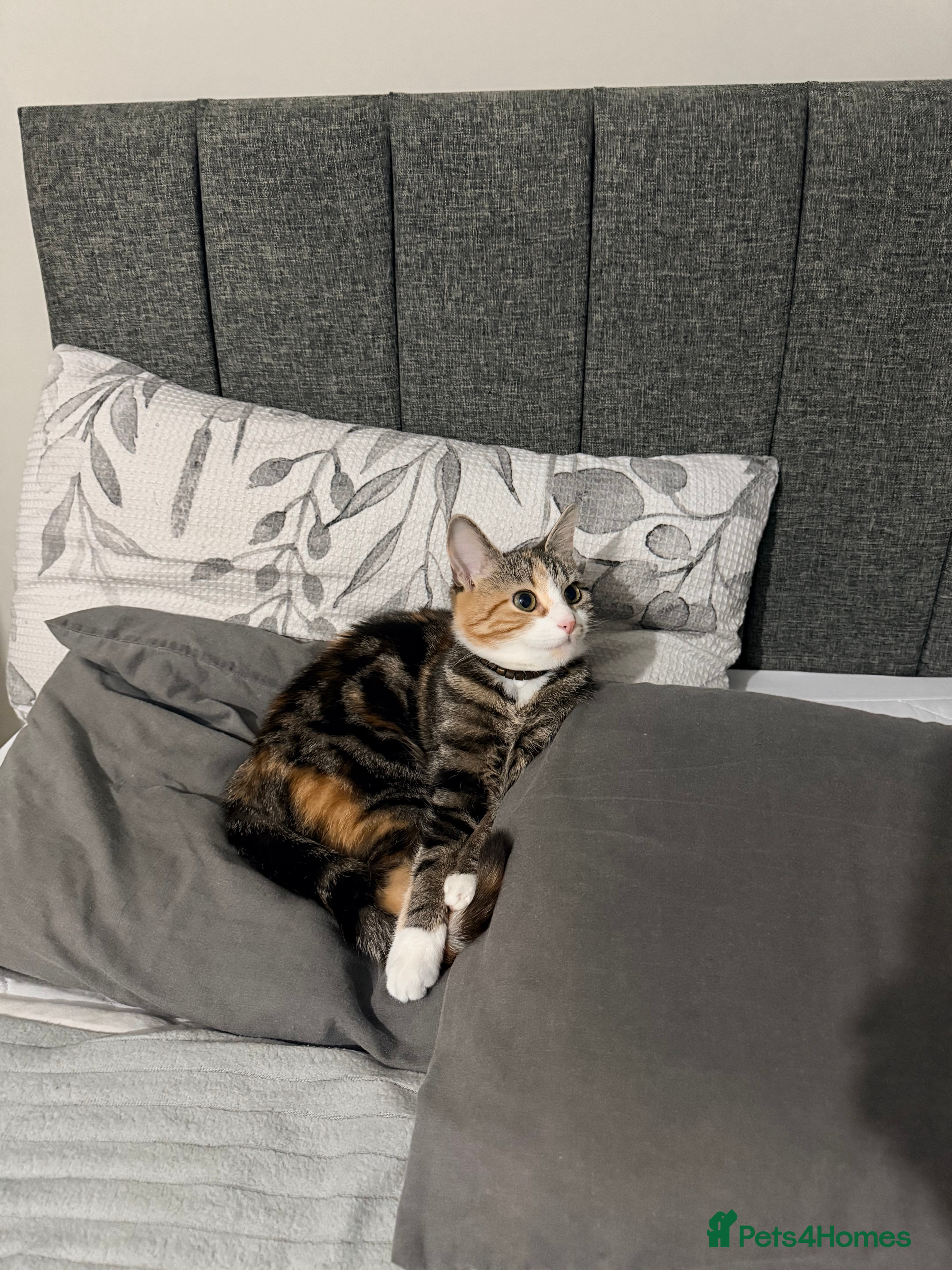 Mixed Breed cats Tabby cat  - Advert 1