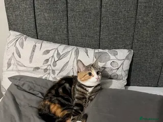 Mixed Breed cats Tabby cat - Advert 1