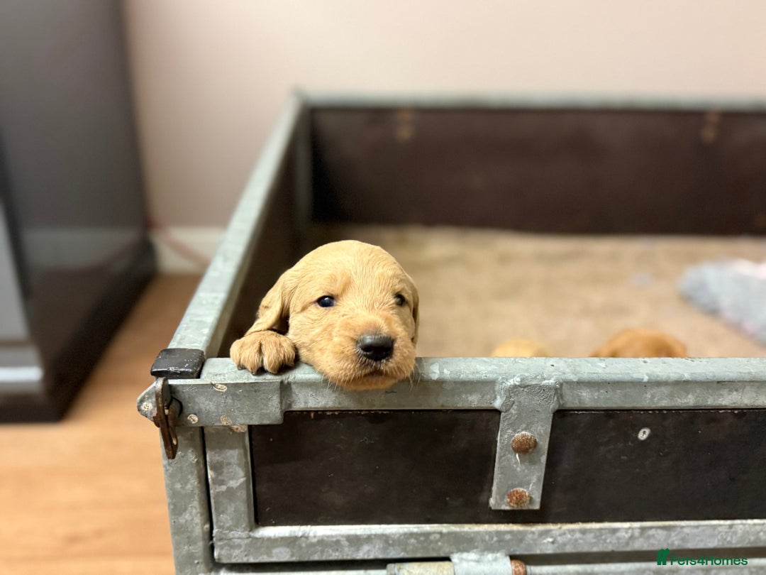 Labradoodle dogs for sale: 6 beautiful labradoodles - Advert 14