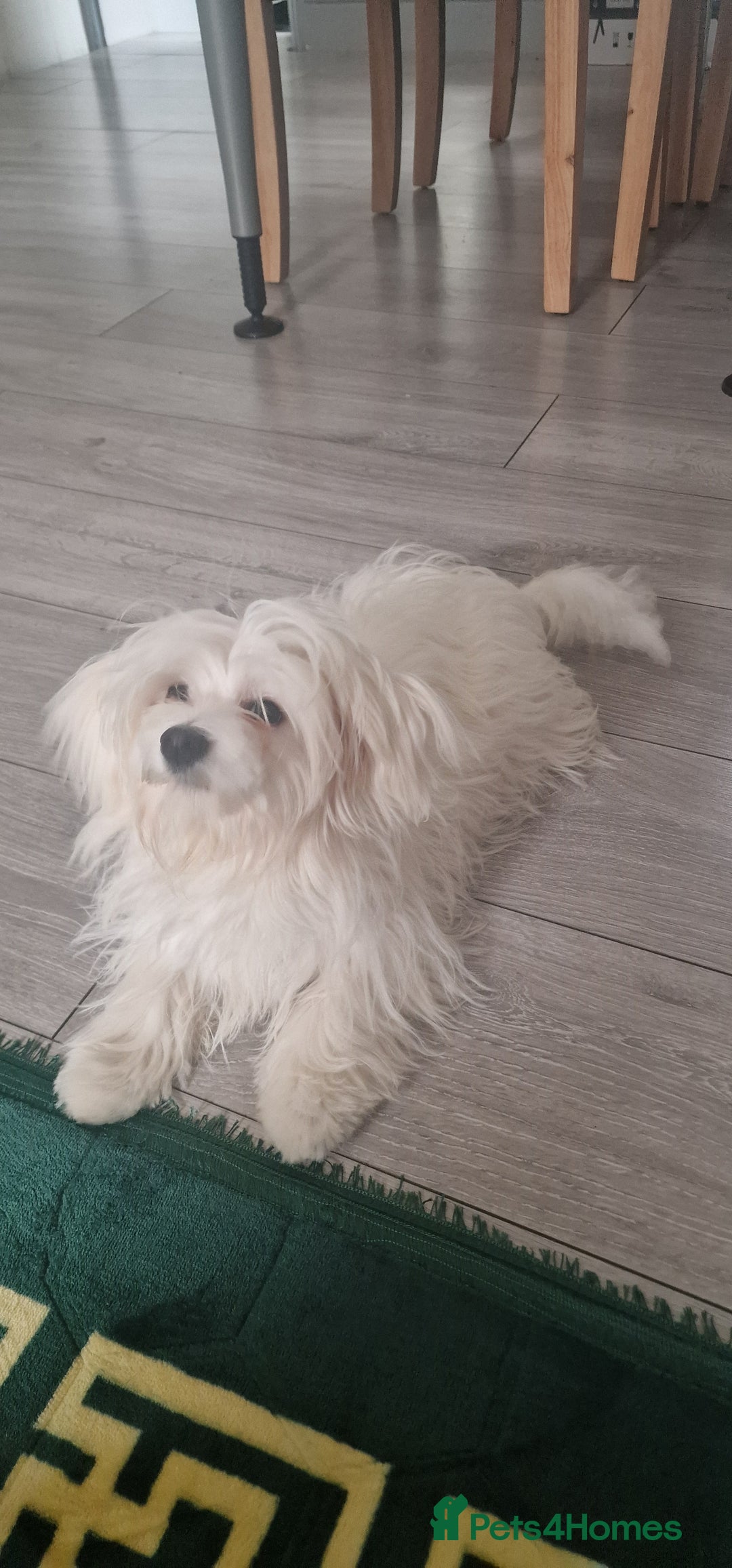 Maltese dogs for sale: Beautiful Maltese  - Advert 6