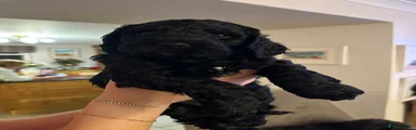Mixed Breed Puppy 2