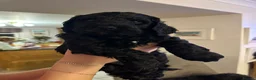 Mixed Breed dogs for sale: Sprockerpoo puppies looking for their forever home - Advert 16
