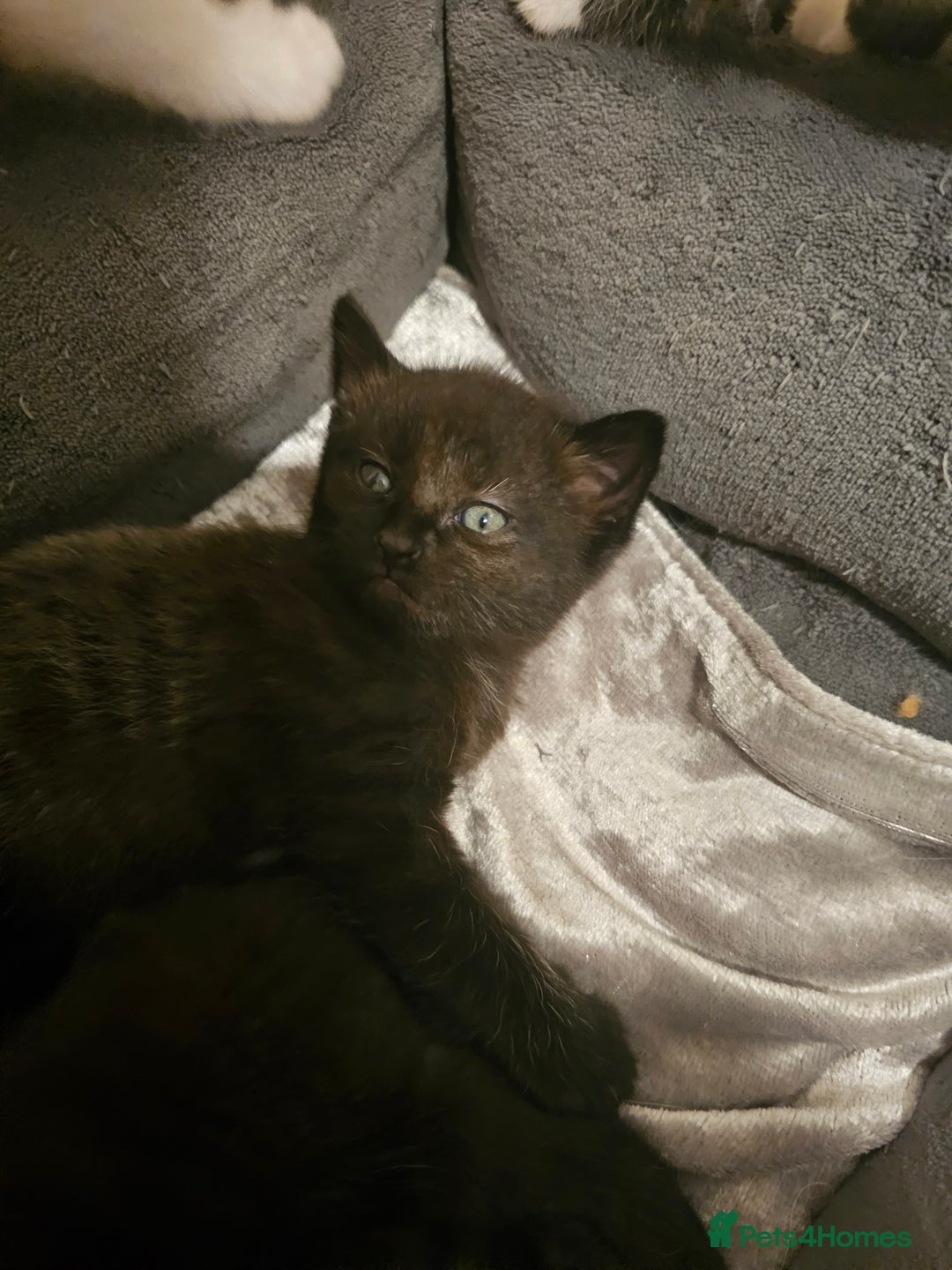 Mixed Breed cats for sale: Adorable ♥️ kittens 😸 😍  - Image 3