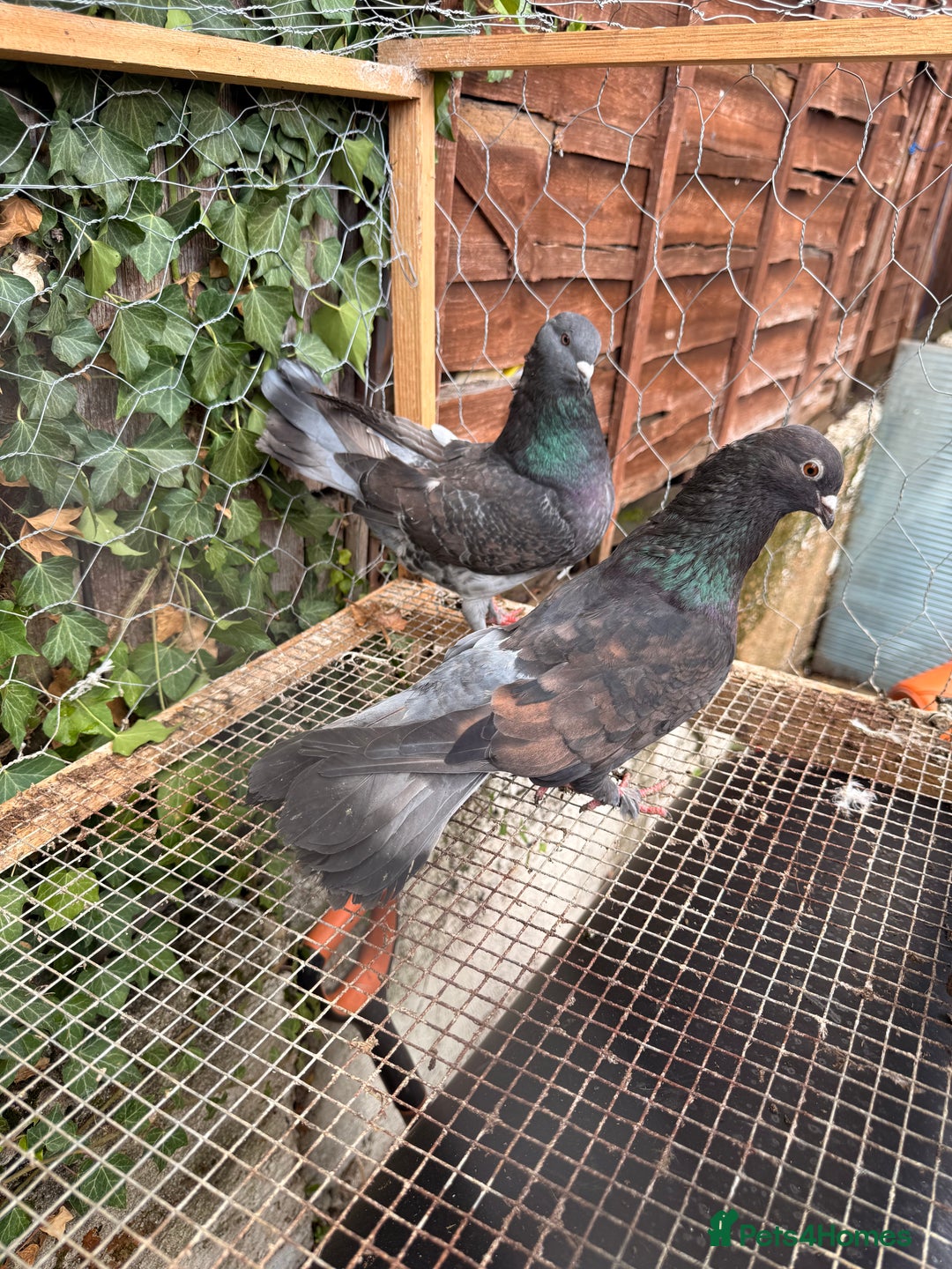 Pigeons birds for sale: Pigeons for sale - Image 5