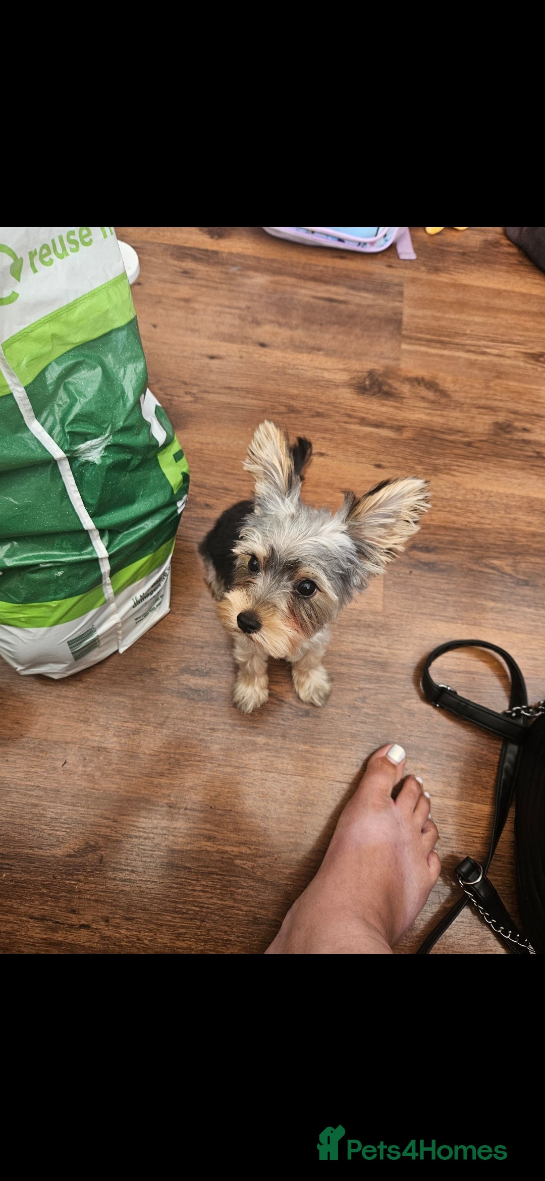 Yorkshire Terrier dogs for sale: Rehoming my boy bertie  - Image 7