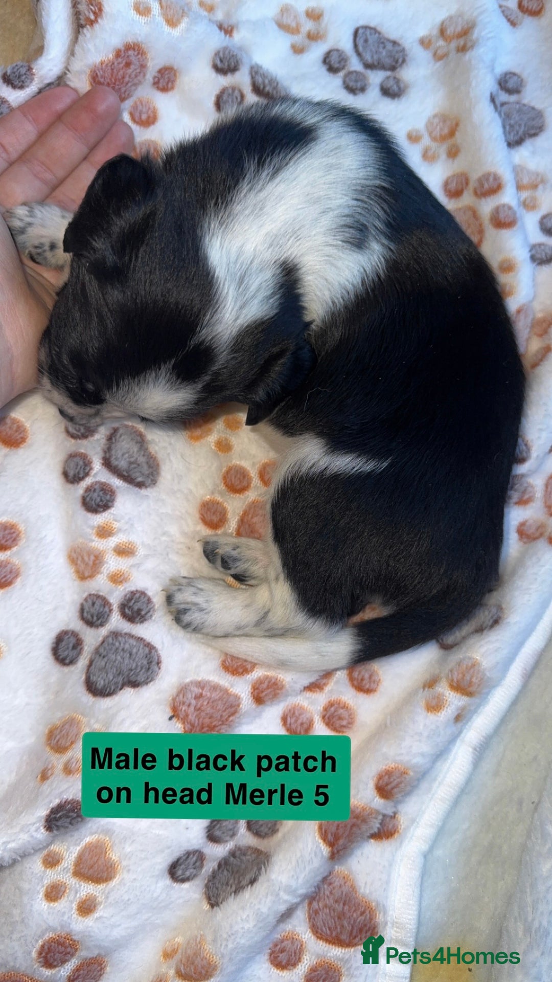 Mixed Breed dogs for sale: BLUE EYED RARE Genetic Merle Sprollies - Advert 9