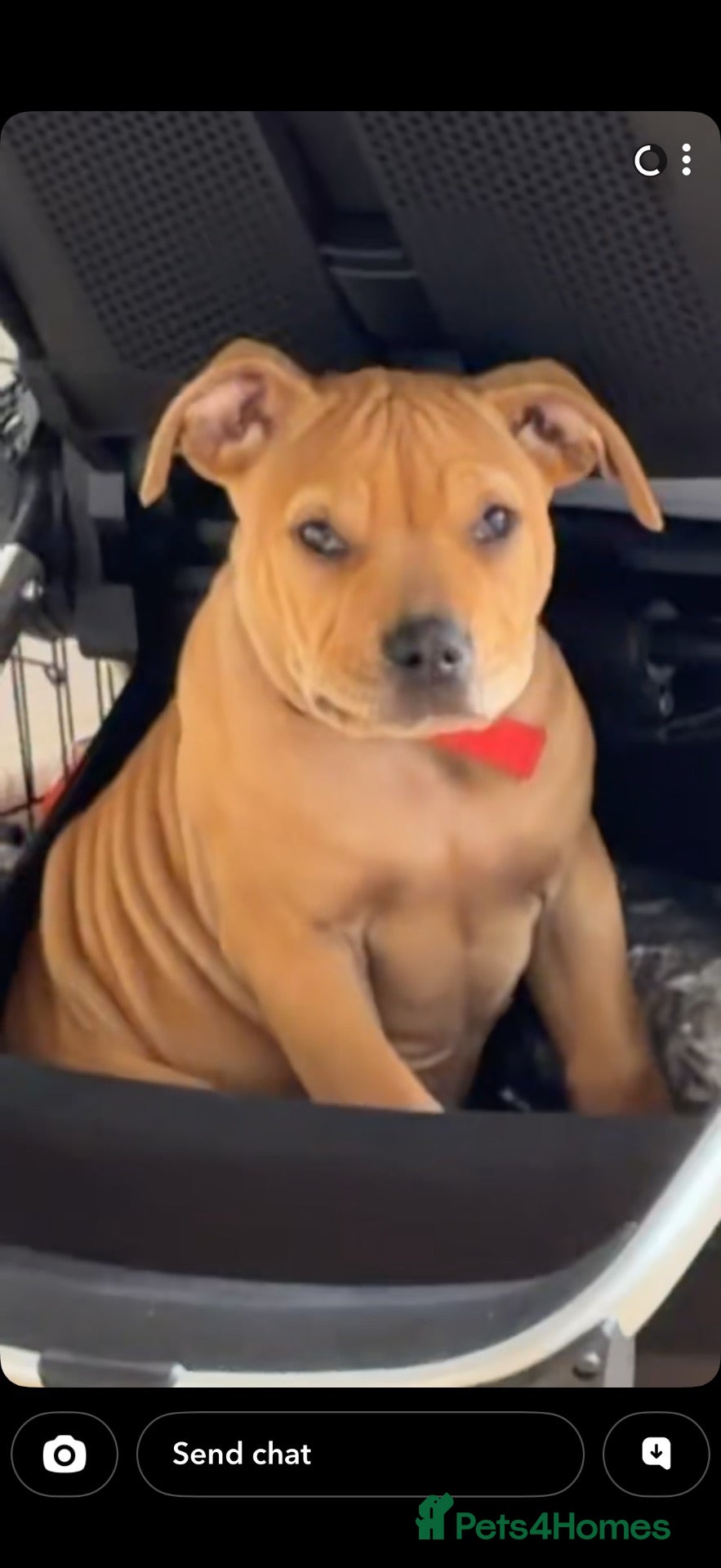 American Bully dogs American bully - Advert 2