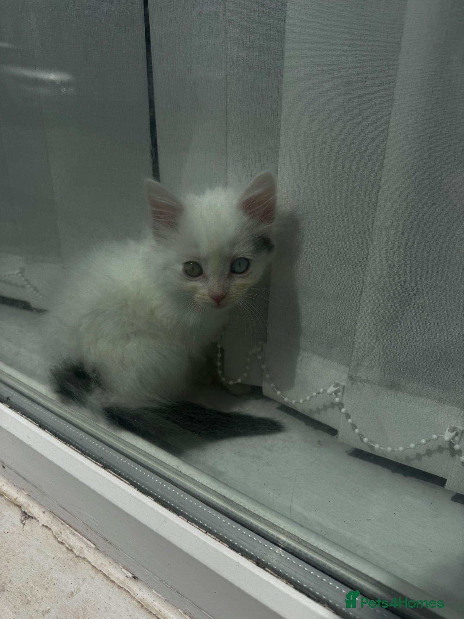 Mixed Breed cats for sale: 3 lovely kittens ready for a new home  - Advert 2