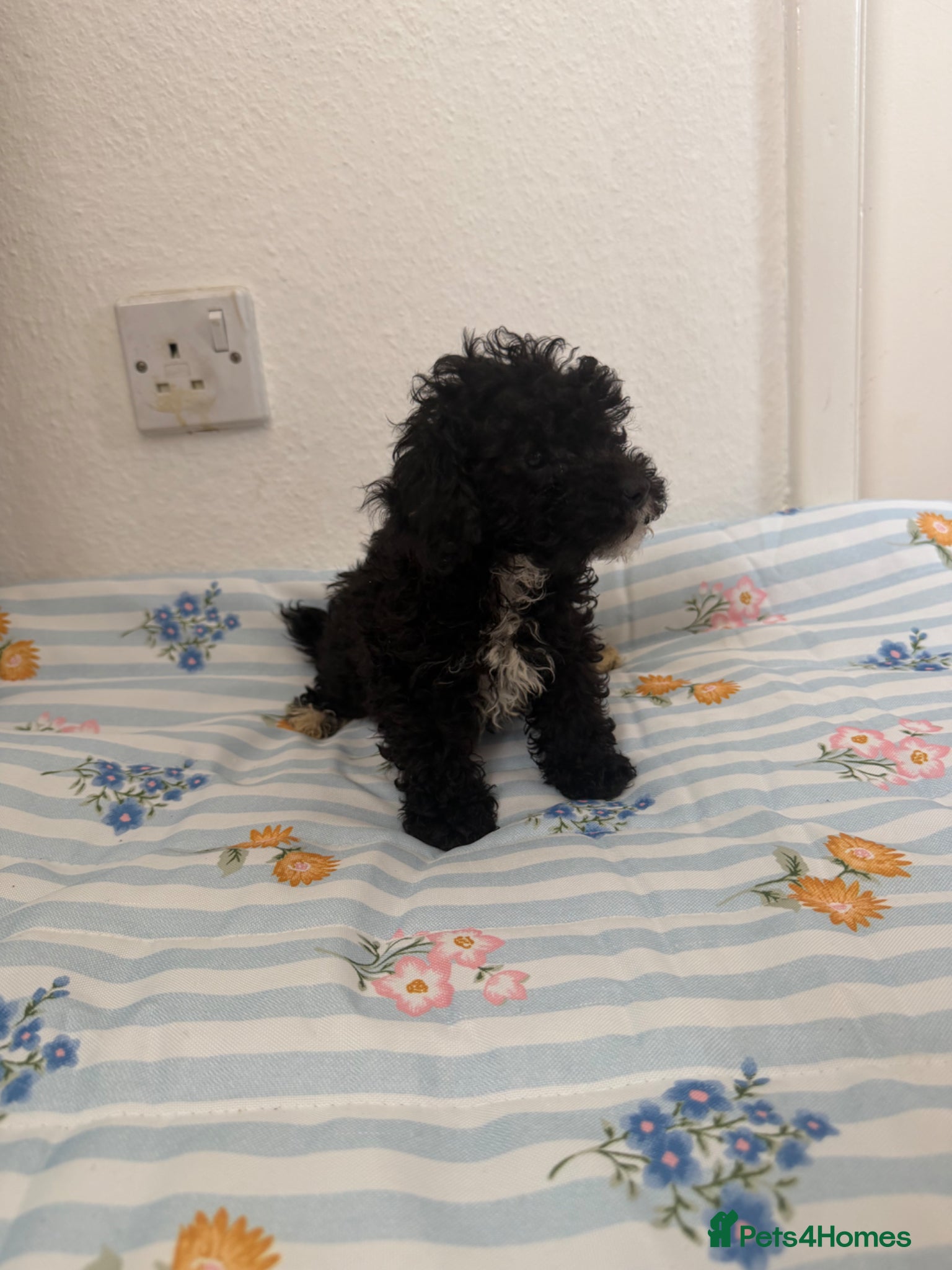 Maltipoo dogs for sale: (3 left) Stunning toy Maltipoo Puppies  - Advert 4