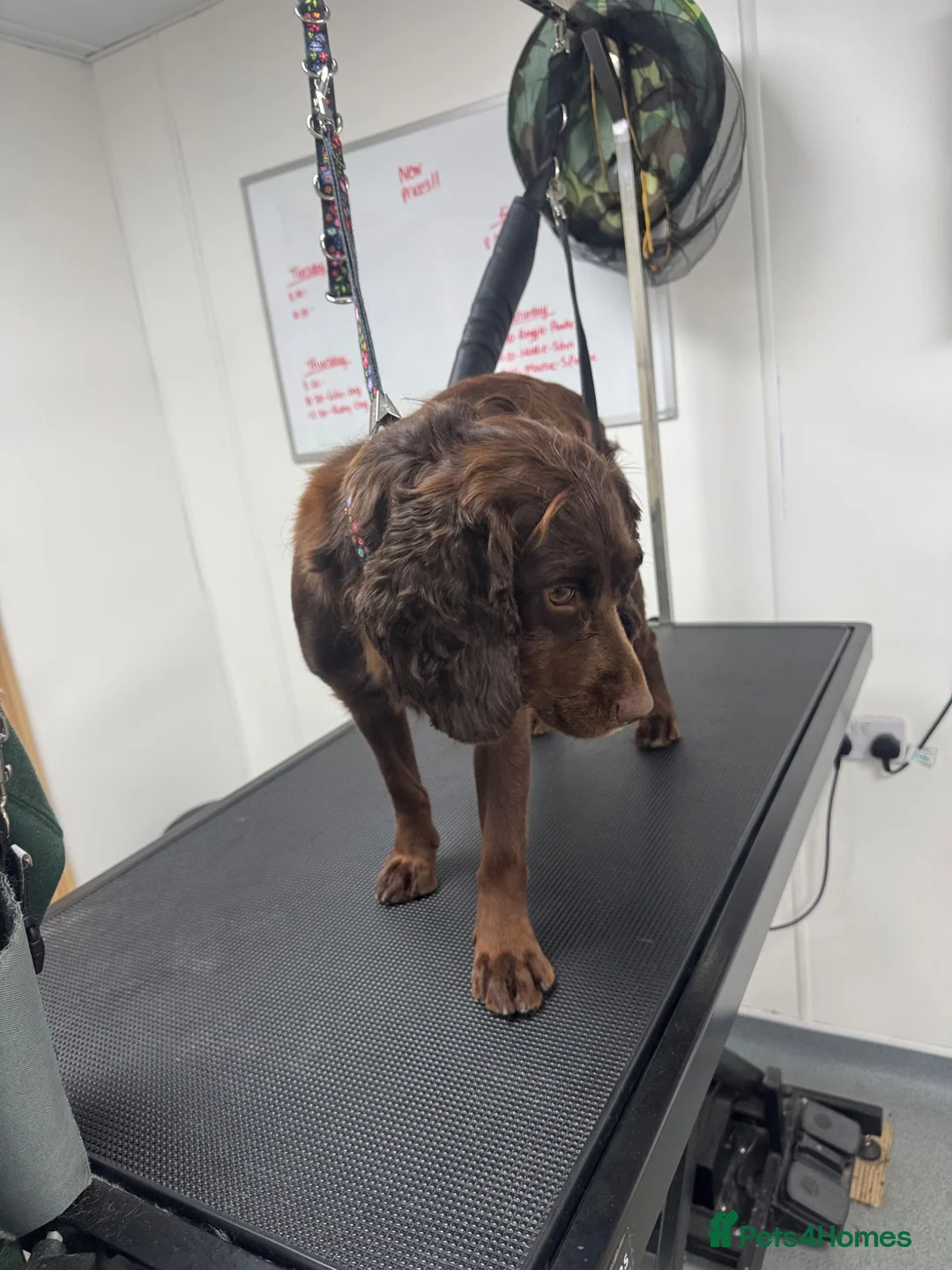 Cocker Spaniel dogs for sale: Adult working cocker spaniel  - Advert 5