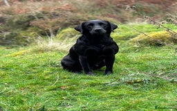 Labrador Retriever dogs for sale: Ready to leave. FULLY HEALTH TESTED male labs  in Leyburn - Image 4