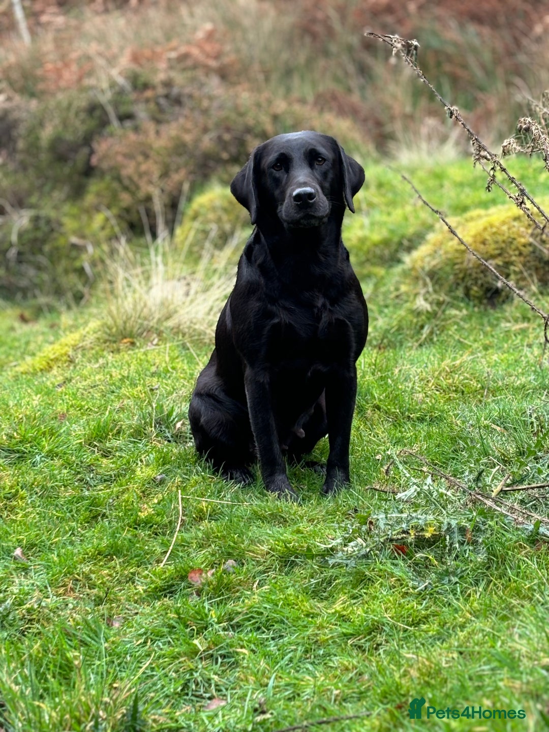 Labrador Retriever dogs for sale: Ready to leave. FULLY HEALTH TESTED male labs  in Leyburn - Image 4