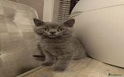 British Shorthair cats for sale: Last Female Gorgeous British Shorthair Kitten - Image 12